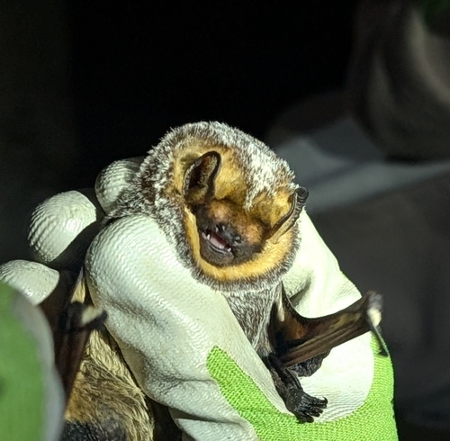 Northern Hoary Bat photographed in Pennsylvania
