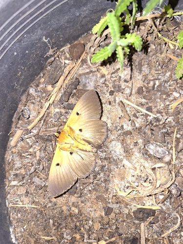 Southern Moon Moth