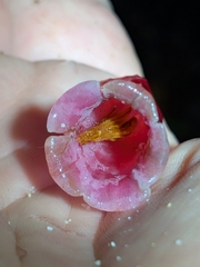 Paphia meiniana, photograph (c) Matt B, some rights reserved (CC BY)