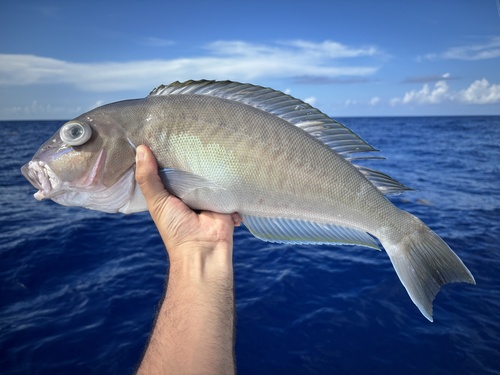 Blueline tilefish (Caulolatilus microps) — Malacanthidae — 2