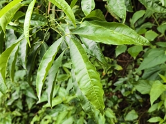Melicope pteleifolia, photograph (c) Yinling Chen, some rights reserved (CC BY)
