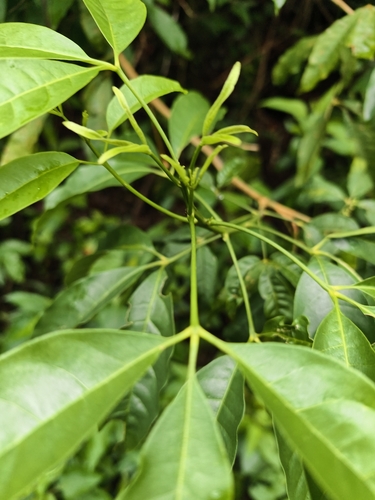 Melicope pteleifolia, photograph 3