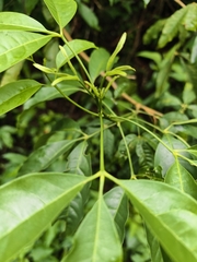 Melicope pteleifolia, photograph (c) Yinling Chen, some rights reserved (CC BY)
