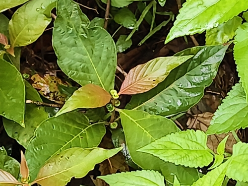 Wendlandia uvariifolia, photograph 2