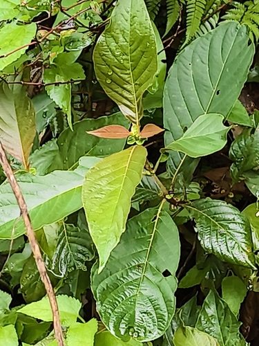 Wendlandia uvariifolia, photograph 3