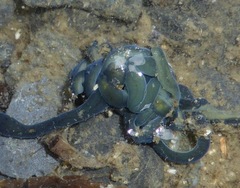 Emplectonema gracile