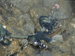 Emplectonema gracile