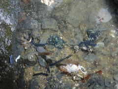 Emplectonema gracile