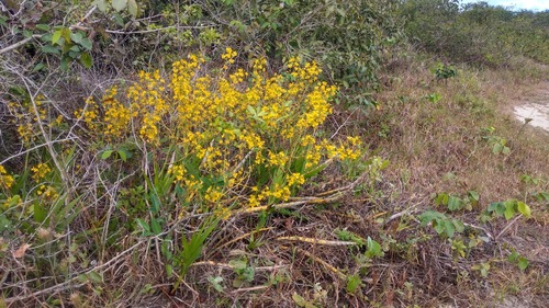 Cyrtopodium flavum, photograph 4
