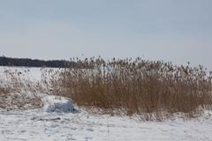 Phragmites australis