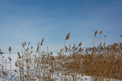 Phragmites australis