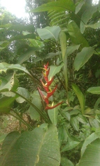 Heliconia farinosa, photograph (c) Paloma Valeria dos Santos, some rights reserved (CC BY)