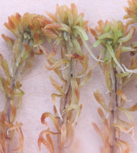 Sphagnum lenense