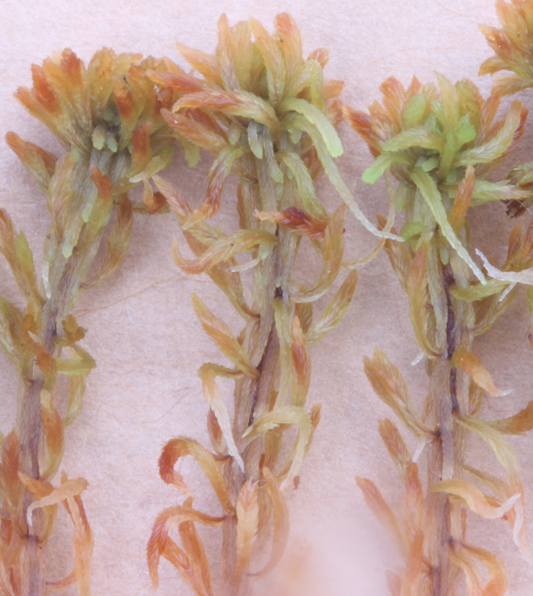 Sphagnum lenense