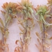 Sphagnum lenense - Photo (c) M. Torre Jorgenson, some rights reserved (CC BY-NC), uploaded by M. Torre Jorgenson