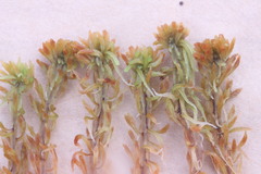 Sphagnum lenense