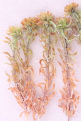 Sphagnum lenense