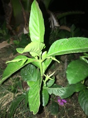 Ruellia tuberosa