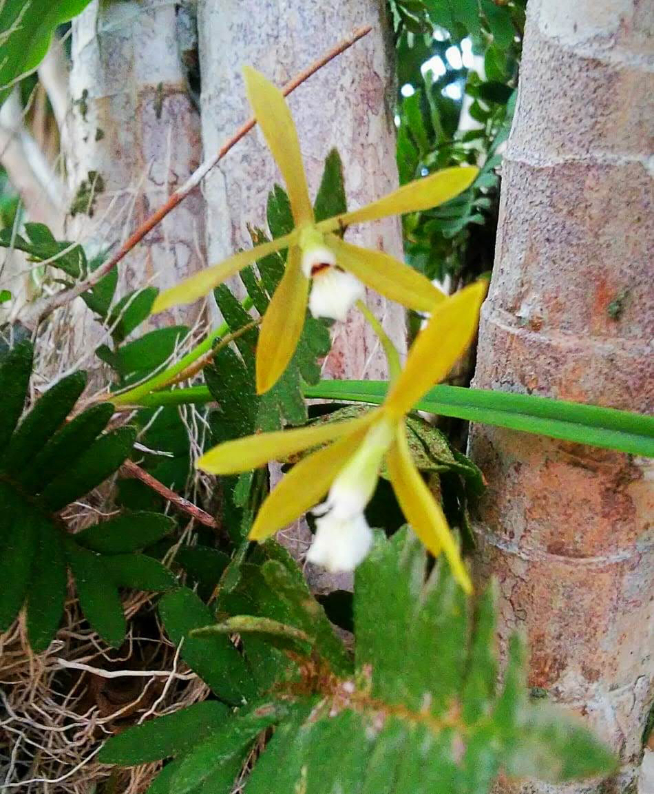 Encyclia linearifolioides