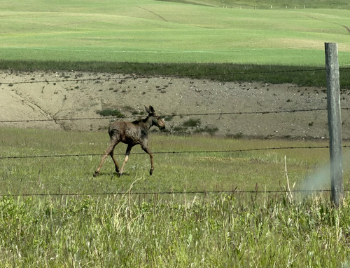 Moose