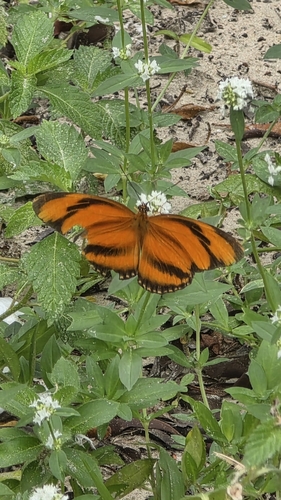 Banded Orange Heliconian