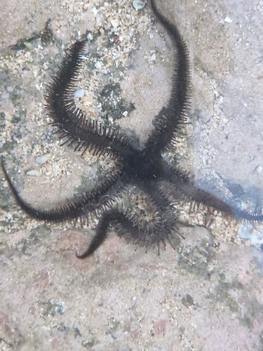 Ophiocoma aethiops observed 2026-06-12