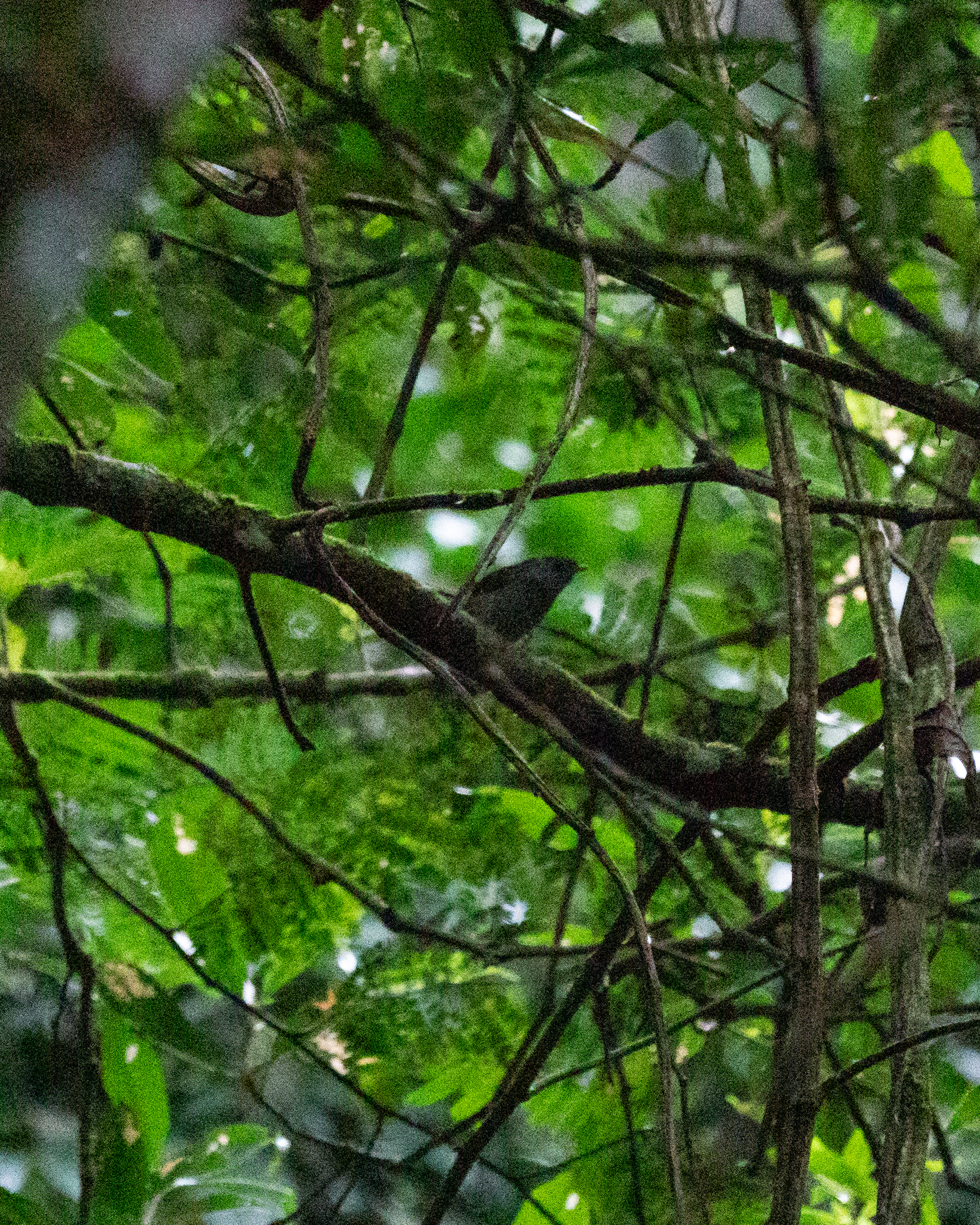 Pin-tailed Manakin (Ilicura militaris), photo 10
