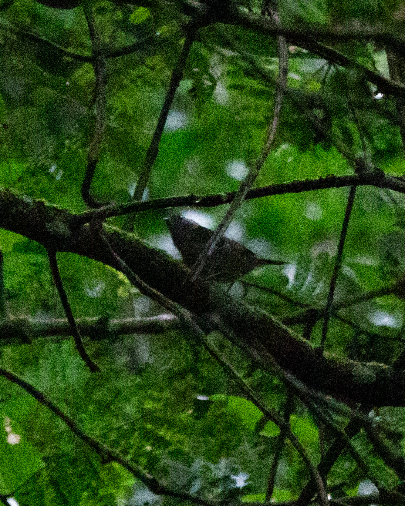 Pin-tailed Manakin (Ilicura militaris), photo 9