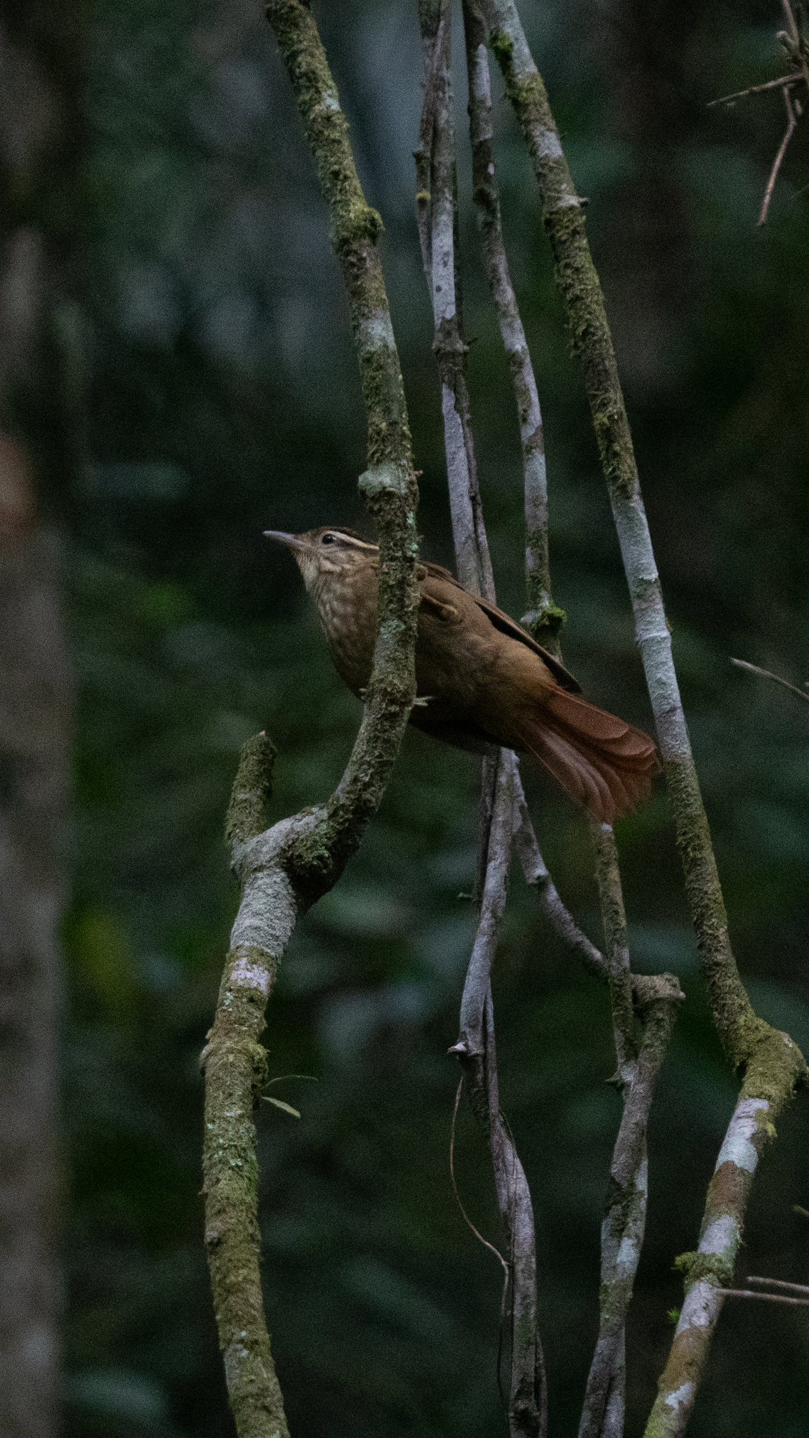 White-browed Foliage-gleaner (Anabacerthia amaurotis), photo 6