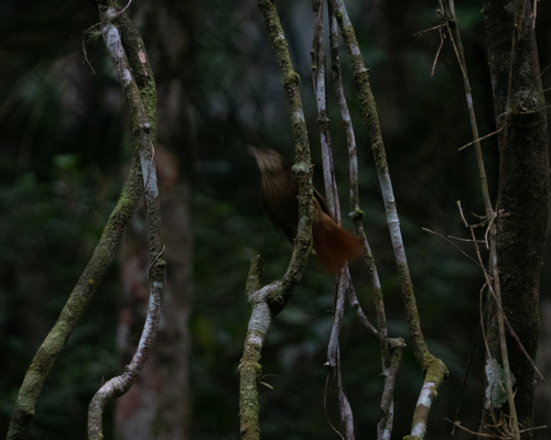 White-browed Foliage-gleaner (Anabacerthia amaurotis), photo 9
