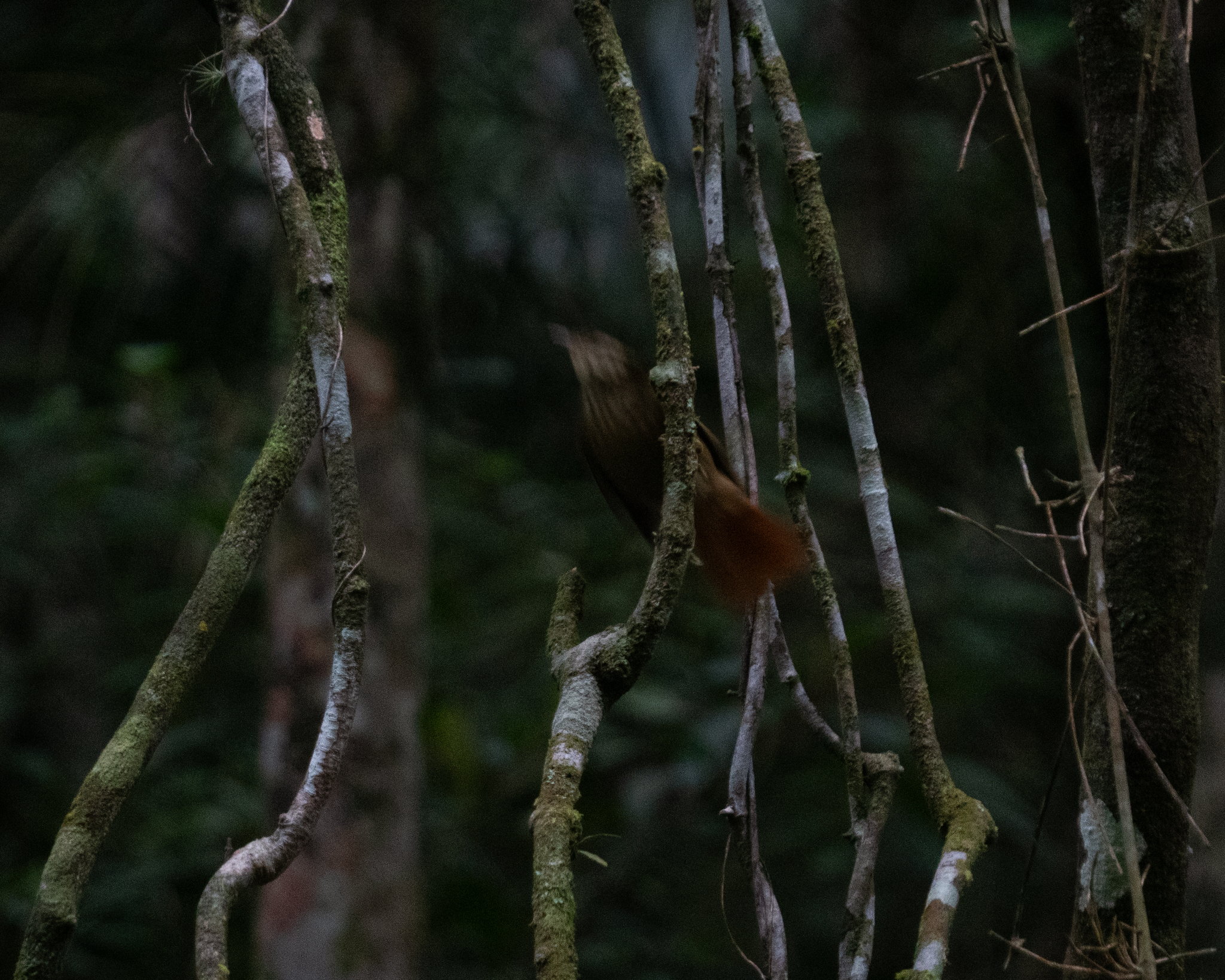 White-browed Foliage-gleaner (Anabacerthia amaurotis), photo 9