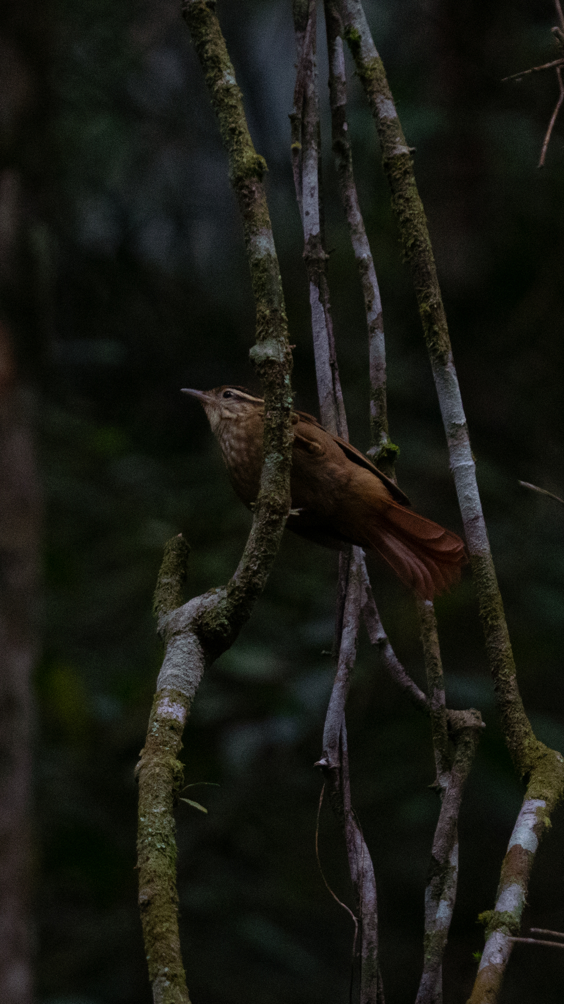 White-browed Foliage-gleaner (Anabacerthia amaurotis), photo 7