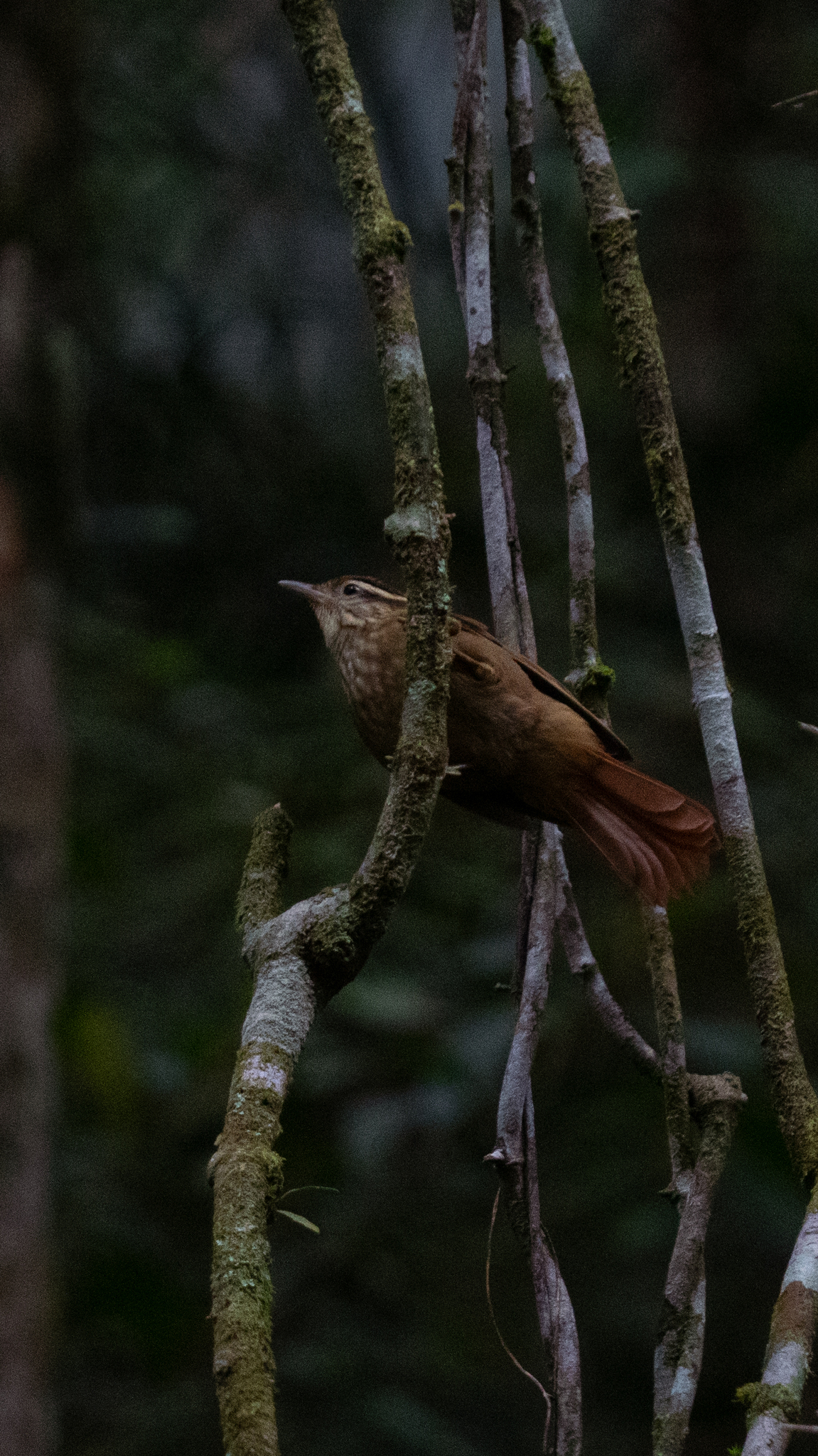 White-browed Foliage-gleaner (Anabacerthia amaurotis), photo 8