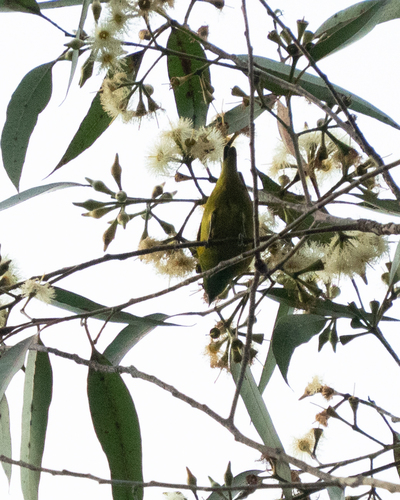Blue-naped Chlorophonia (Chlorophonia cyanea), photo 6