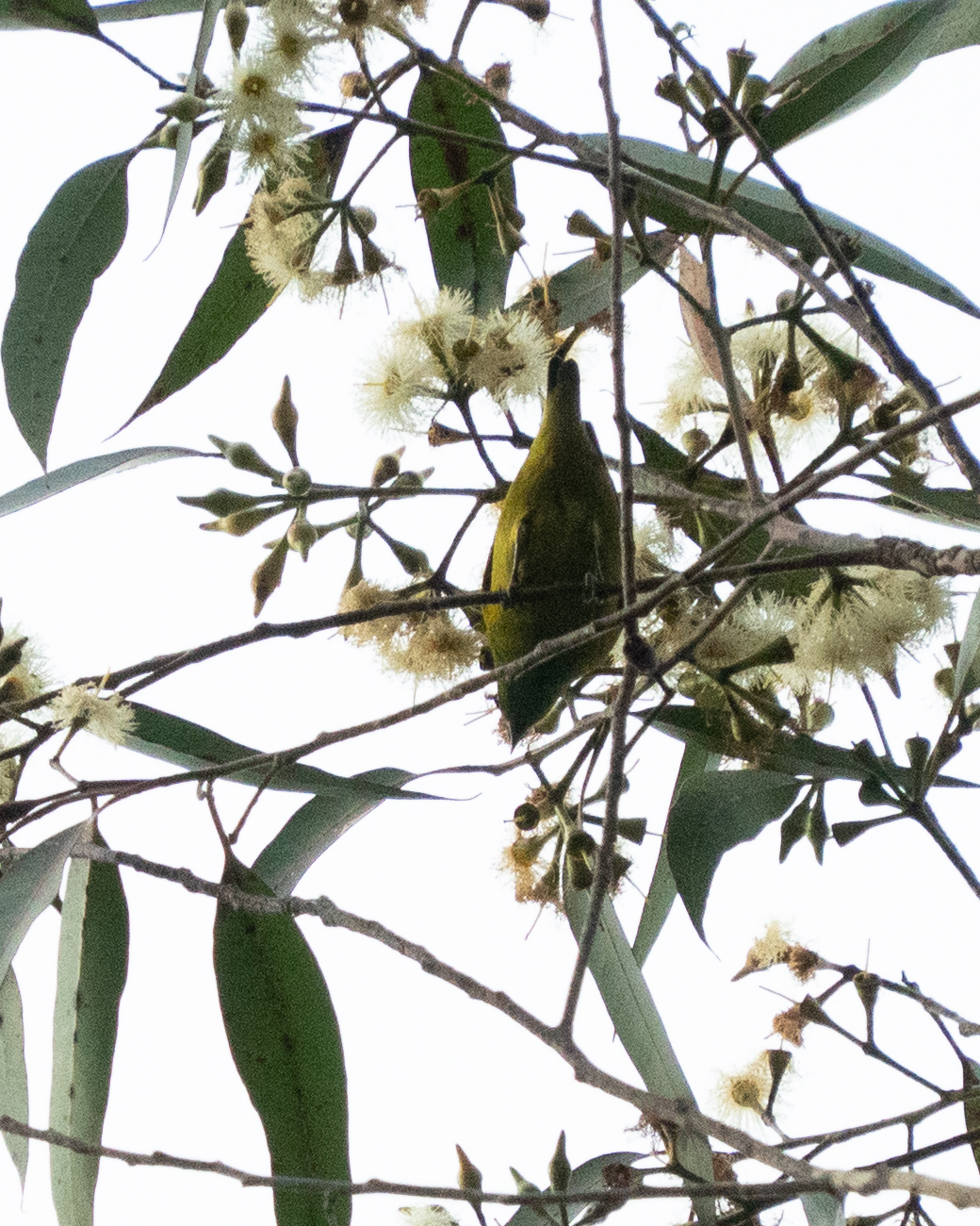 Blue-naped Chlorophonia (Chlorophonia cyanea), photo 6