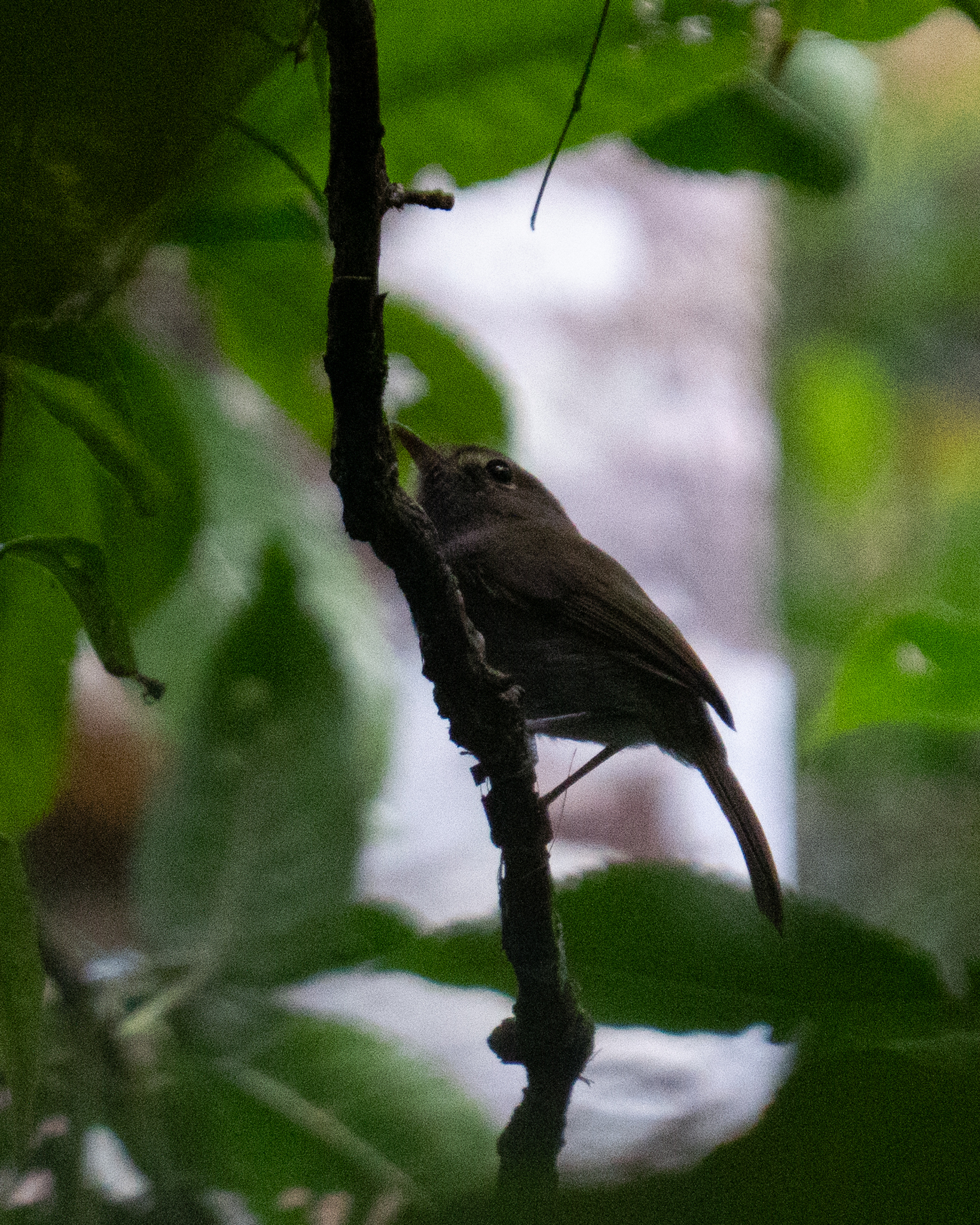 Drab-breasted Bamboo Tyrant (Hemitriccus diops), photo 3
