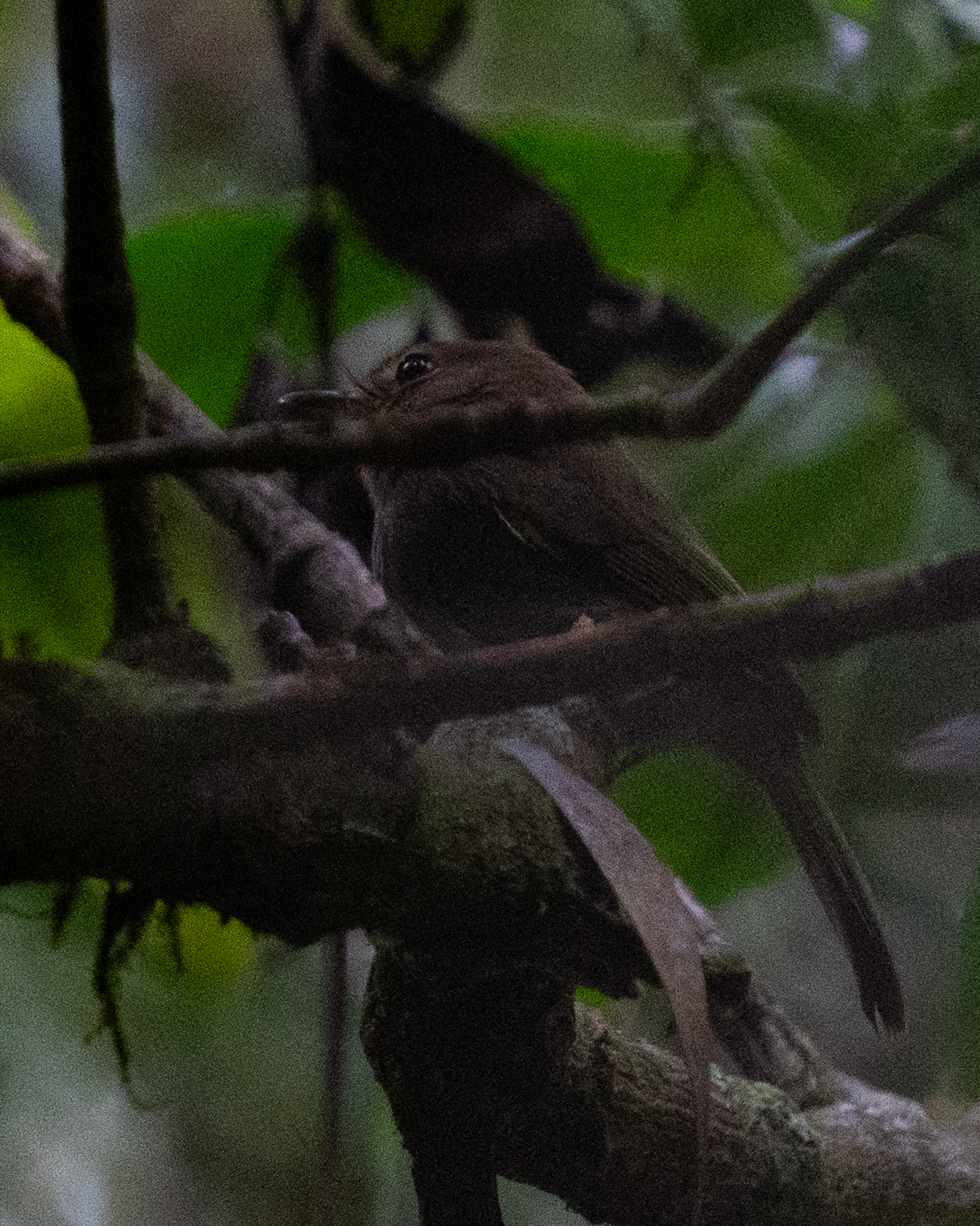 Drab-breasted Bamboo Tyrant (Hemitriccus diops), photo 4