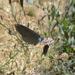 Celastrina echo