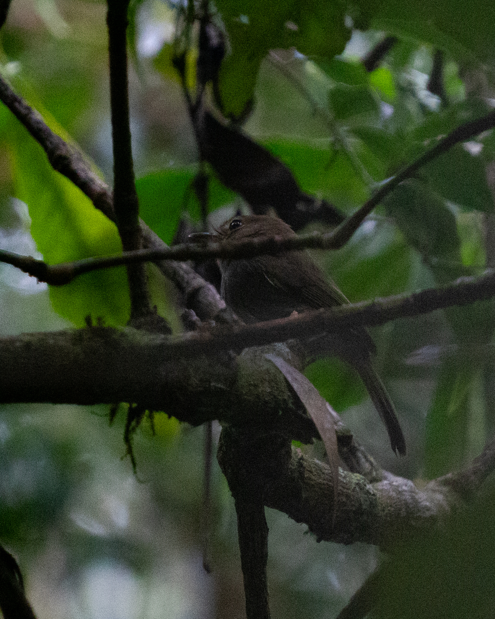 Drab-breasted Bamboo Tyrant (Hemitriccus diops), photo 5