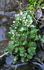 Eutrema edwardsii