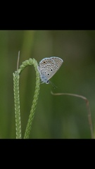 Hemiargus hanno