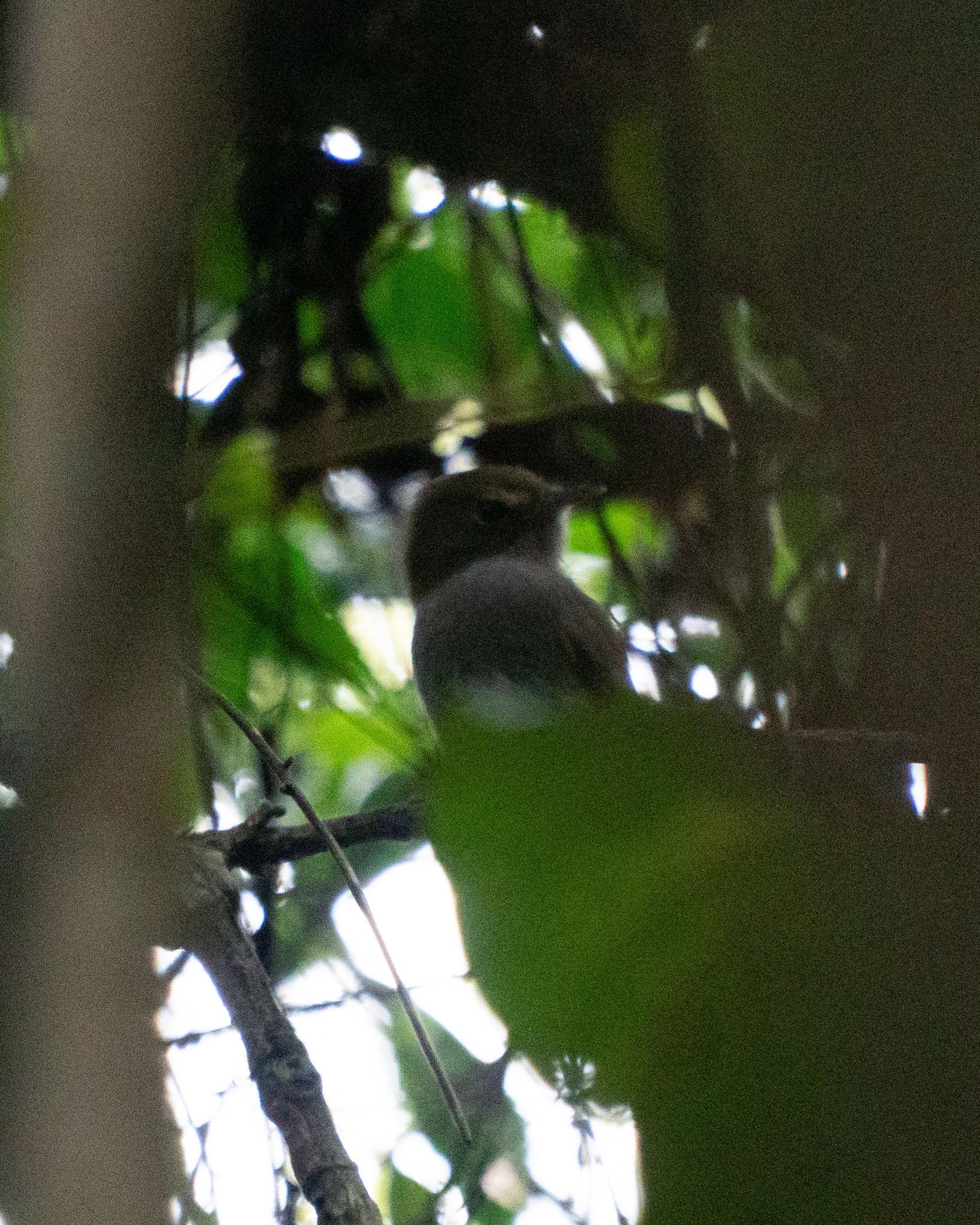 Drab-breasted Bamboo Tyrant (Hemitriccus diops), photo 6