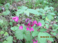 Primula matthioli