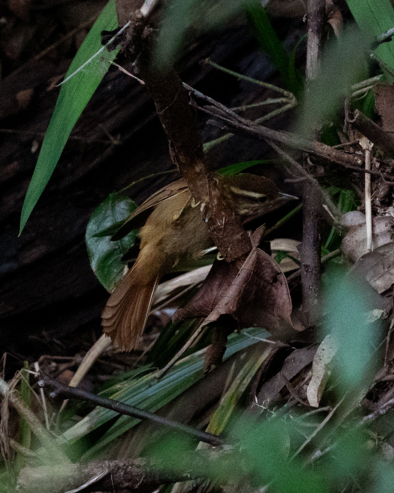 White-browed Foliage-gleaner (Anabacerthia amaurotis), photo 10
