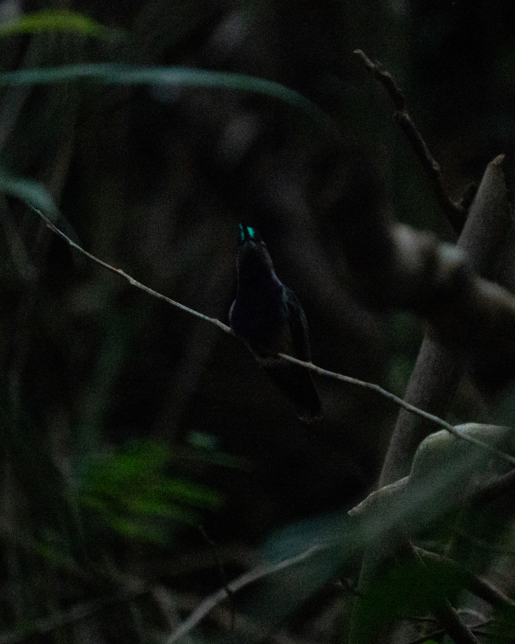 Green-crowned Plovercrest (Stephanoxis lalandi), photo 2
