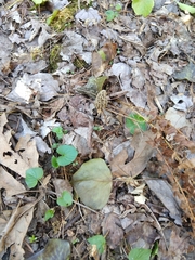 Morchella diminutiva