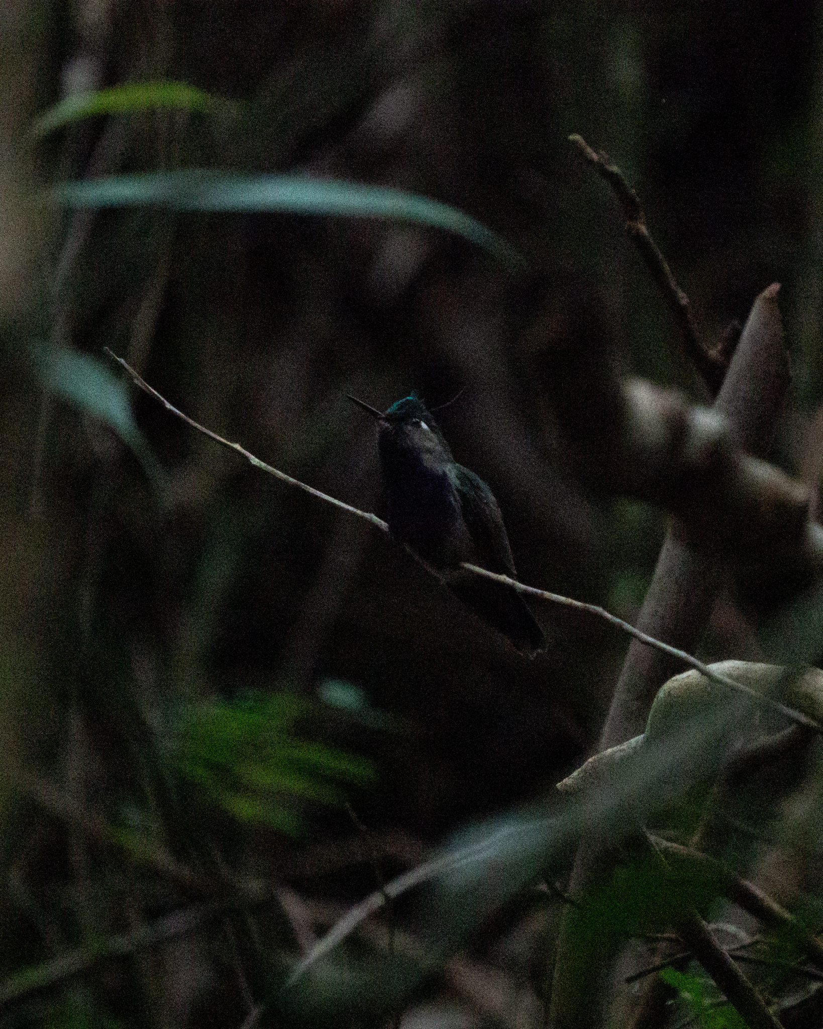 Green-crowned Plovercrest (Stephanoxis lalandi), photo 3