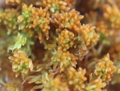 Sphagnum lenense