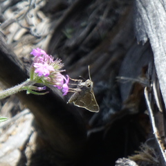 Atrytonopsis pittacus