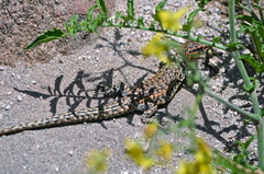 Liolaemus constanzae